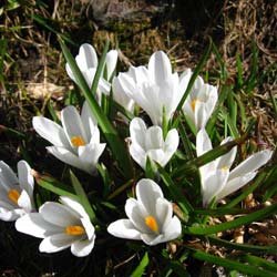 Crocus 'Jeanne d'Arc'